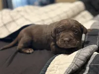 Light Purple Collar Female, a female Labrador Retriever for sale in Lancaster, KY – Photo 4 of 4