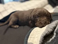 Light Purple Collar Female, a female Labrador Retriever for sale in Lancaster, KY – Photo 3 of 4