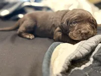 Light Purple Collar Female, a female Labrador Retriever for sale in Lancaster, KY – Photo 1 of 4