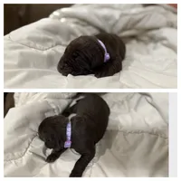 Light Purple Collar Female, a female Labrador Retriever for sale in Lancaster, KY – Photo 2 of 4