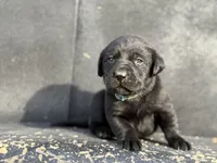 Light Blue Collar Male, a male Labrador Retriever for sale in Lancaster, KY – Photo 1 of 4