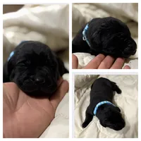 Light Blue Collar Male, a male Labrador Retriever for sale in Lancaster, KY – Photo 4 of 4