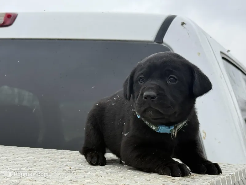 Light Blue Collar Male