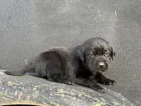 Light Blue Collar Male, a male Labrador Retriever for sale in Lancaster, KY – Photo 2 of 4