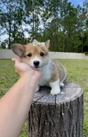 Prada, a female Cardigan Welsh Corgi and Pembroke Welsh Corgi for sale in Orlando, FL – Photo 3 of 4