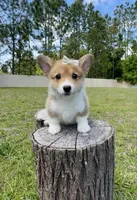 Prada, a female Cardigan Welsh Corgi and Pembroke Welsh Corgi for sale in Orlando, FL – Photo 2 of 4