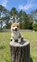 Prada, a female Cardigan Welsh Corgi and Pembroke Welsh Corgi for sale in Orlando, FL – Photo 4 of 4
