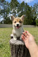 Prada, a female Cardigan Welsh Corgi and Pembroke Welsh Corgi for sale in Orlando, FL – Photo 1 of 4