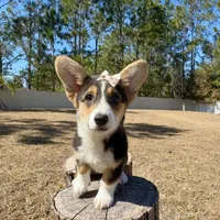 Sky, a female Cardigan Welsh Corgi and Pembroke Welsh Corgi for sale in Orlando, FL – Photo 6 of 10