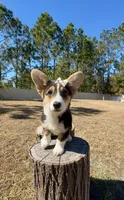 Sky, a female Pembroke Welsh Corgi for sale in Orlando, FL – Photo 6 of 10