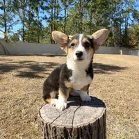 Sky, a female Cardigan Welsh Corgi and Pembroke Welsh Corgi for sale in Orlando, FL – Photo 8 of 10