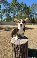 Sky, a female Pembroke Welsh Corgi for sale in Orlando, FL – Photo 8 of 10