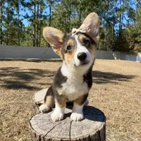 Sky, a female Cardigan Welsh Corgi and Pembroke Welsh Corgi for sale in Orlando, FL – Photo 3 of 10