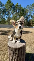 Sky, a female Pembroke Welsh Corgi for sale in Orlando, FL – Photo 3 of 10