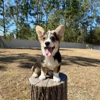 Sky, a female Cardigan Welsh Corgi and Pembroke Welsh Corgi for sale in Orlando, FL – Photo 9 of 10