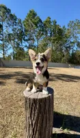 Sky, a female Pembroke Welsh Corgi for sale in Orlando, FL – Photo 9 of 10