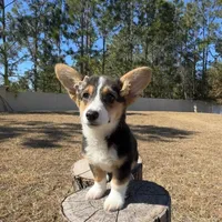 Sky, a female Cardigan Welsh Corgi and Pembroke Welsh Corgi for sale in Orlando, FL – Photo 5 of 10