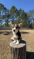Sky, a female Pembroke Welsh Corgi for sale in Orlando, FL – Photo 5 of 10