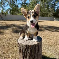 Sky, a female Cardigan Welsh Corgi and Pembroke Welsh Corgi for sale in Orlando, FL – Photo 1 of 10