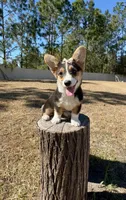 Sky, a female Pembroke Welsh Corgi for sale in Orlando, FL – Photo 1 of 10