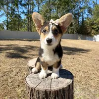 Sky, a female Cardigan Welsh Corgi and Pembroke Welsh Corgi for sale in Orlando, FL – Photo 4 of 10