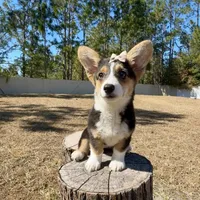 Sky, a female Cardigan Welsh Corgi and Pembroke Welsh Corgi for sale in Orlando, FL – Photo 7 of 10