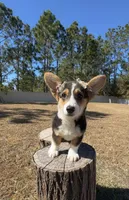 Sky, a female Pembroke Welsh Corgi for sale in Orlando, FL – Photo 2 of 10