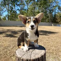 Sky, a female Cardigan Welsh Corgi and Pembroke Welsh Corgi for sale in Orlando, FL – Photo 10 of 10