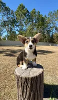 Sky, a female Pembroke Welsh Corgi for sale in Orlando, FL – Photo 10 of 10