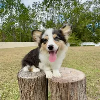 Augustus, a male Pembroke Welsh Corgi for sale in Orlando, FL – Photo 1 of 5