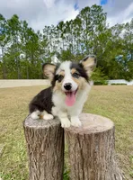 Augustus, a male Pembroke Welsh Corgi for sale in Orlando, FL – Photo 1 of 5