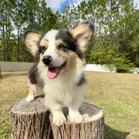 Augustus, a male Pembroke Welsh Corgi for sale in Orlando, FL – Photo 2 of 5