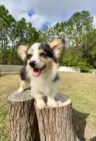Augustus, a male Pembroke Welsh Corgi for sale in Orlando, FL – Photo 2 of 5