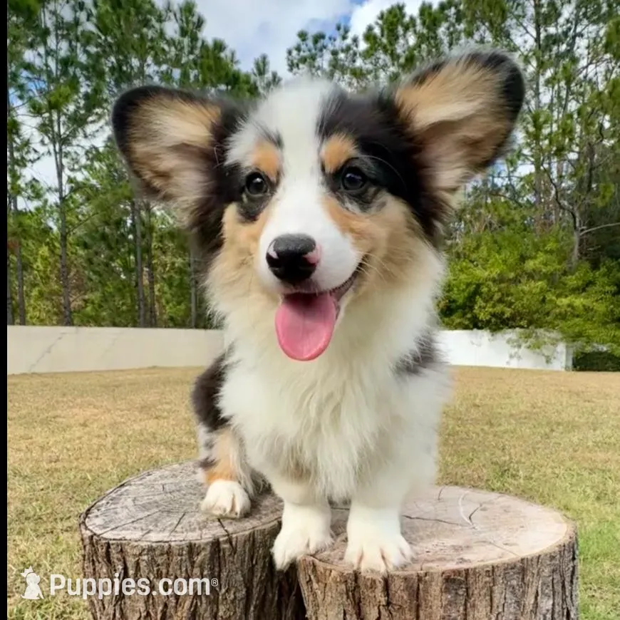 Augustus, a male Pembroke Welsh Corgi for sale in Orlando, FL – Photo 3 of 5