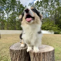 Augustus, a male Pembroke Welsh Corgi for sale in Orlando, FL – Photo 4 of 5