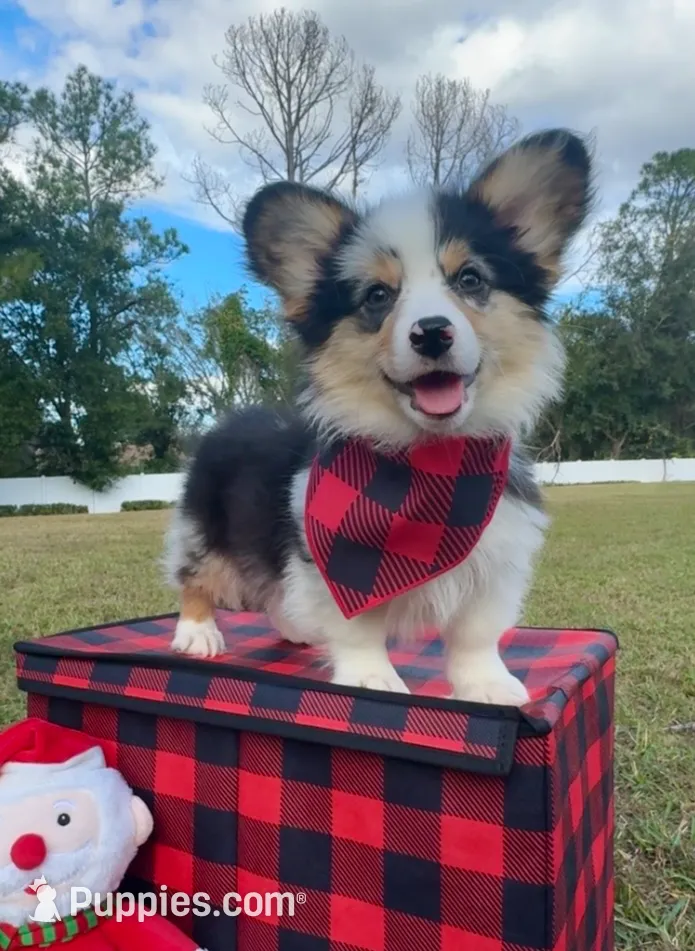 Augustus, a male Pembroke Welsh Corgi for sale in Orlando, FL – Photo 5 of 5