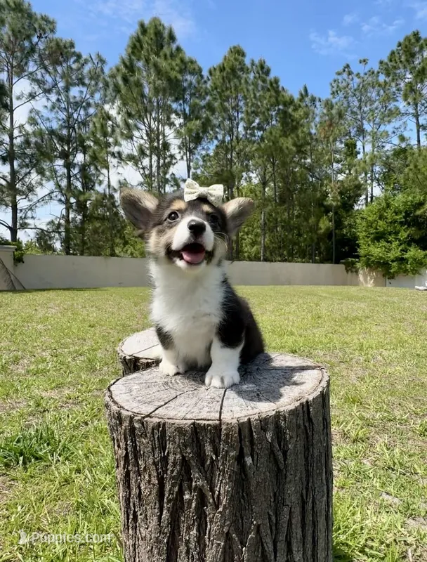 Dior, a female Cardigan Welsh Corgi and Pembroke Welsh Corgi for sale in Orlando, FL – Photo 1 of 4