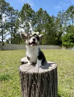 Dior, a female Cardigan Welsh Corgi and Pembroke Welsh Corgi for sale in Orlando, FL – Photo 1 of 4