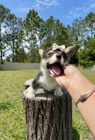 Dior, a female Cardigan Welsh Corgi and Pembroke Welsh Corgi for sale in Orlando, FL – Photo 3 of 4