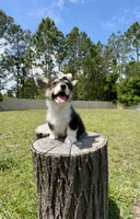 Dior, a female Cardigan Welsh Corgi and Pembroke Welsh Corgi for sale in Orlando, FL – Photo 4 of 4