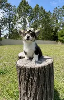 Dior, a female Cardigan Welsh Corgi and Pembroke Welsh Corgi for sale in Orlando, FL – Photo 2 of 4