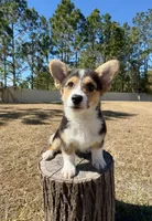 Summer, a male Pembroke Welsh Corgi for sale in Orlando, FL – Photo 7 of 10