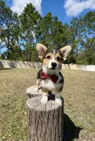 Summer, a male Cardigan Welsh Corgi and Pembroke Welsh Corgi for sale in Orlando, FL – Photo 4 of 10