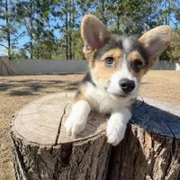 Summer, a male Cardigan Welsh Corgi and Pembroke Welsh Corgi for sale in Orlando, FL – Photo 9 of 10