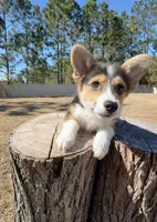 Summer, a male Pembroke Welsh Corgi for sale in Orlando, FL – Photo 3 of 10