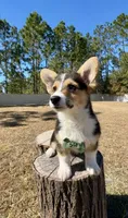 Summer, a male Pembroke Welsh Corgi for sale in Orlando, FL – Photo 6 of 10