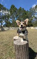Summer, a male Cardigan Welsh Corgi and Pembroke Welsh Corgi for sale in Orlando, FL – Photo 1 of 10