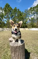 Summer, a male Cardigan Welsh Corgi and Pembroke Welsh Corgi for sale in Orlando, FL – Photo 2 of 10
