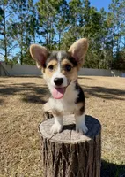 Summer, a male Pembroke Welsh Corgi for sale in Orlando, FL – Photo 9 of 10