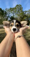 Summer, a male Pembroke Welsh Corgi for sale in Orlando, FL – Photo 2 of 10